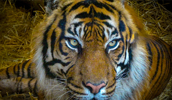 endangered-species endangered-species